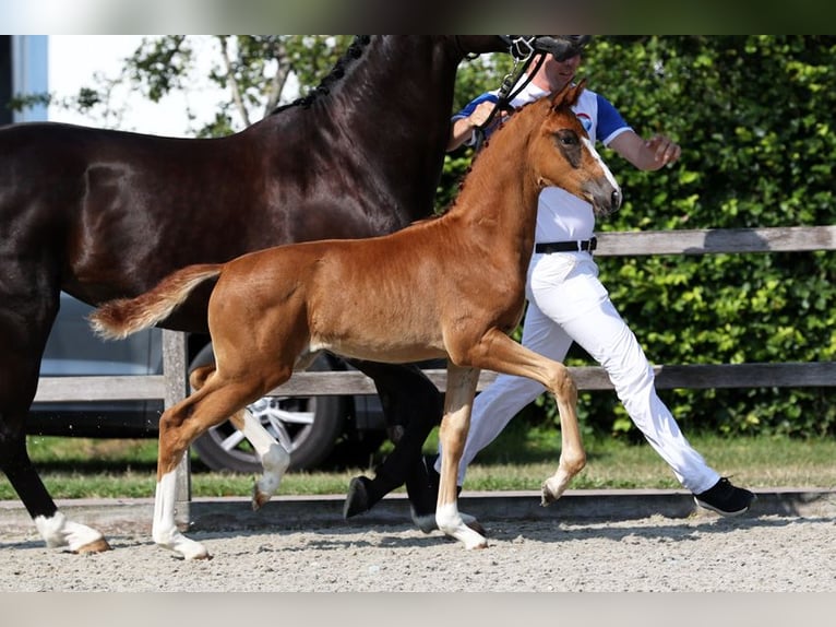 NRPS Merrie Veulen (05/2026) 175 cm Donkere-vos in JelsumJElsum