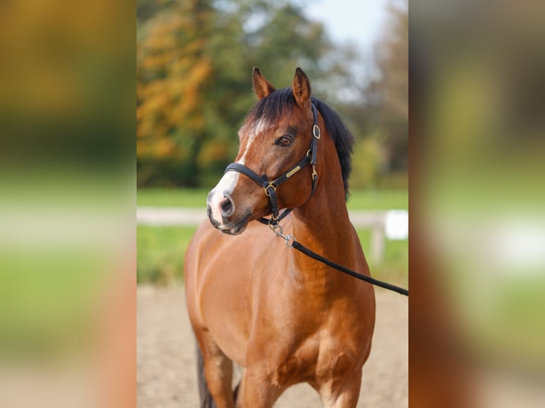 NRPS Ruin 10 Jaar 143 cm Bruin in Abcoude
