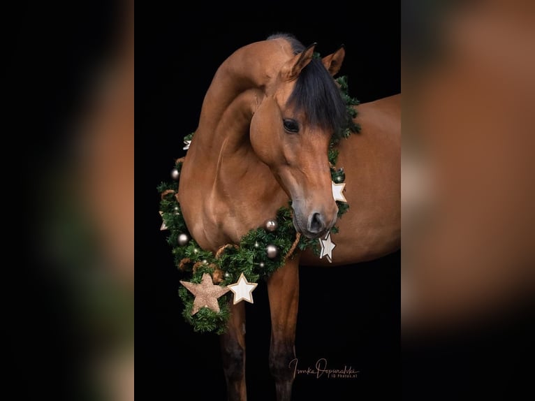 NRPS Ruin 12 Jaar 143 cm Buckskin in Swolgenswolgen