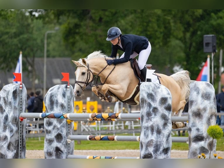 NRPS Ruin 12 Jaar 148 cm Palomino in Roosendaal