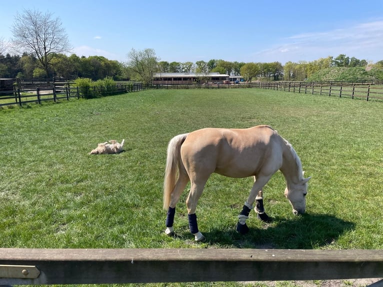 NRPS Ruin 12 Jaar 148 cm Palomino in Roosendaal