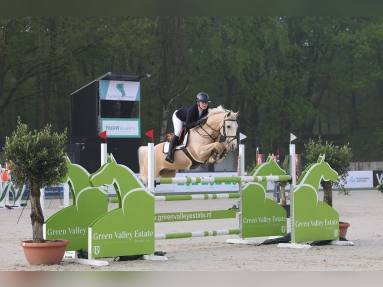 NRPS Ruin 12 Jaar 148 cm Palomino in Roosendaal