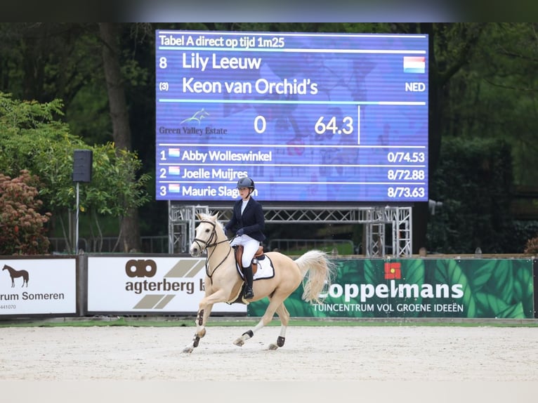 NRPS Ruin 12 Jaar 148 cm Palomino in Roosendaal
