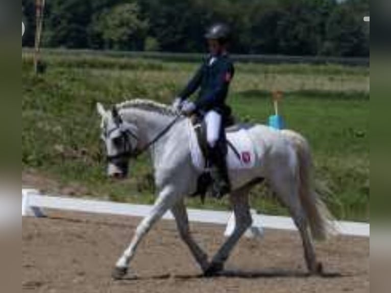 NRPS Ruin 12 Jaar 148 cm Schimmel in Vreden
