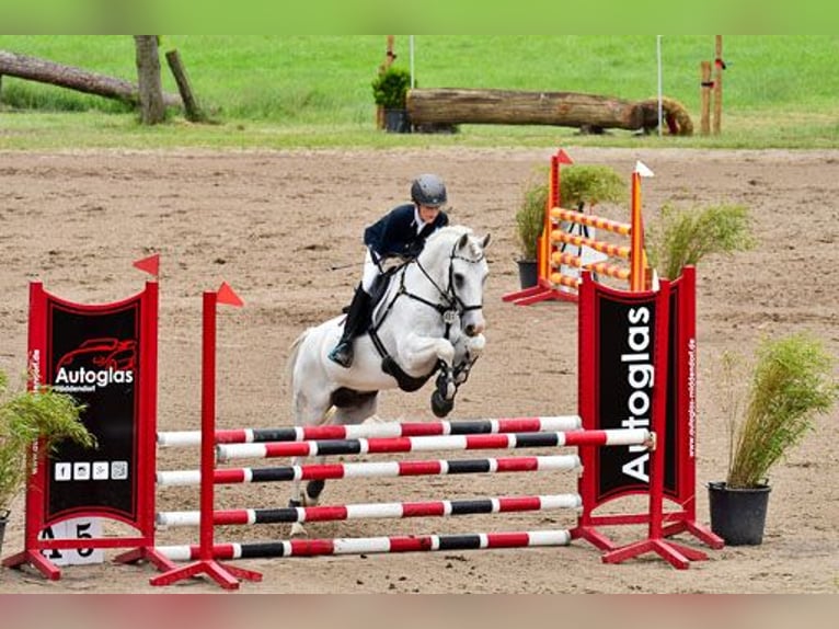 NRPS Ruin 12 Jaar 148 cm Schimmel in Vreden