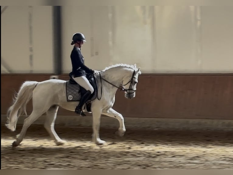 NRPS Ruin 12 Jaar 148 cm Schimmel in Vreden