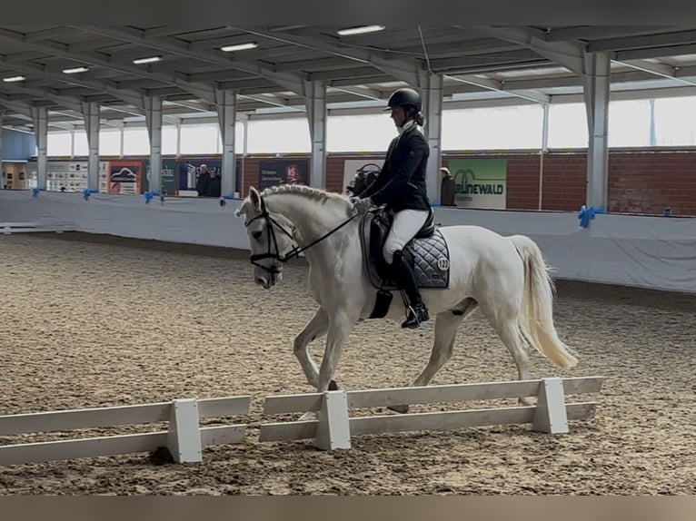 NRPS Ruin 12 Jaar 148 cm Schimmel in Vreden