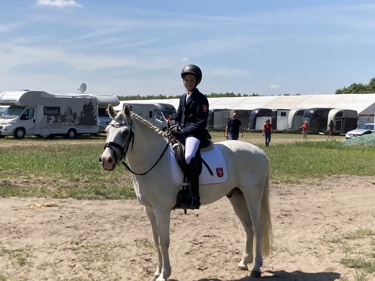 NRPS Ruin 12 Jaar 148 cm Schimmel in Vreden