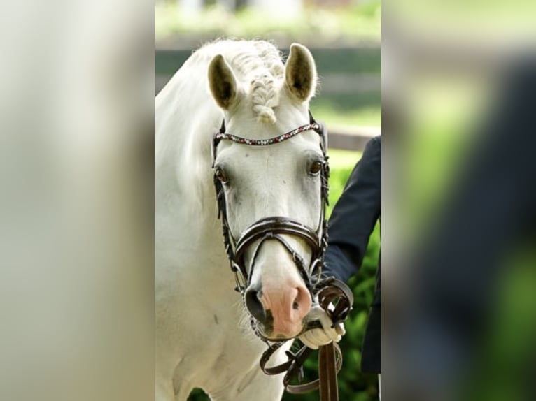 NRPS Ruin 12 Jaar 148 cm Schimmel in Vreden