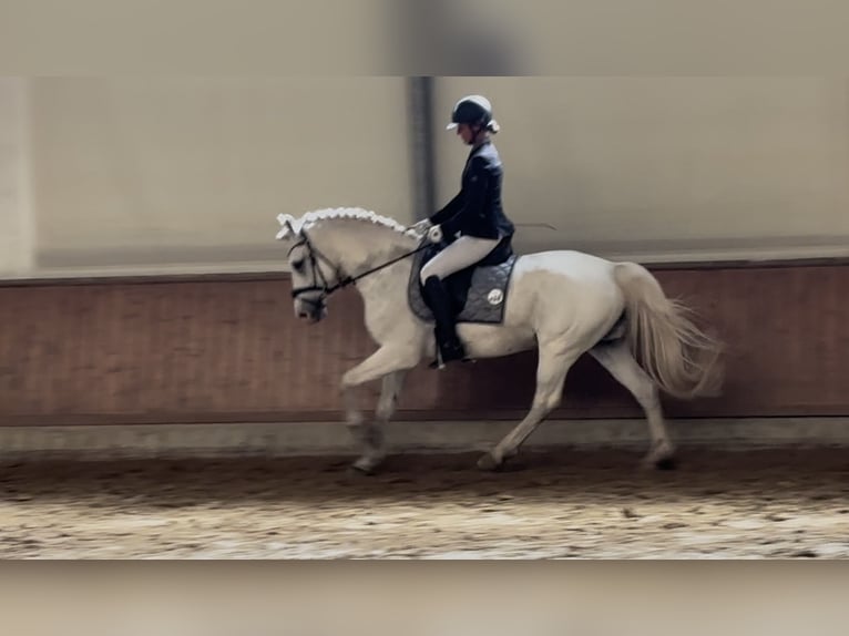 NRPS Ruin 12 Jaar 148 cm Schimmel in Vreden