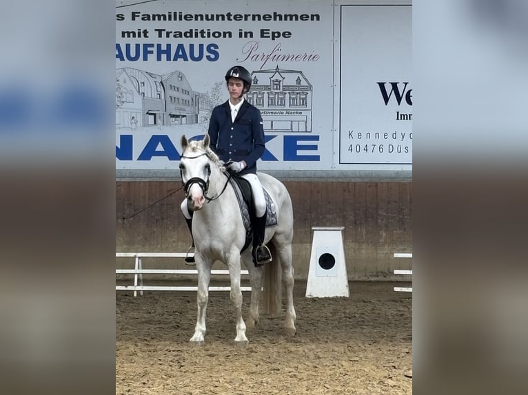 NRPS Ruin 12 Jaar 148 cm Schimmel in Vreden
