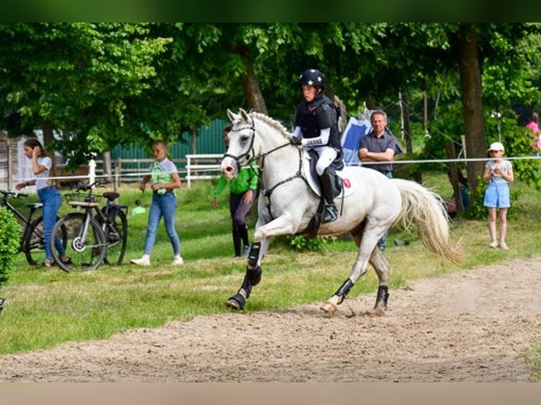 NRPS Ruin 12 Jaar 148 cm Schimmel in Vreden