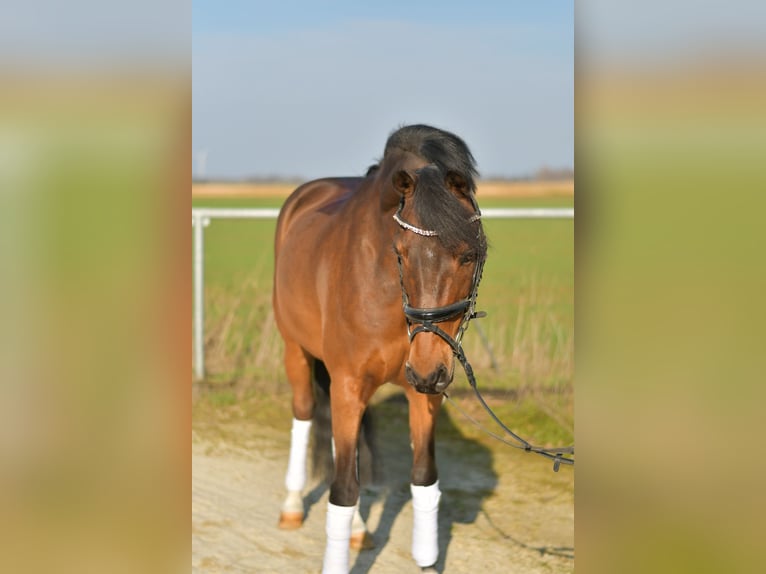 NRPS Ruin 13 Jaar 144 cm Bruin in Geilenkirchen