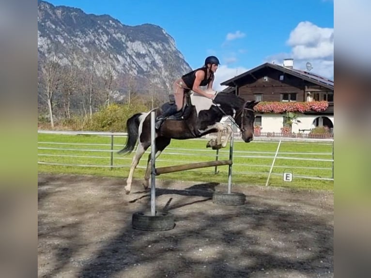NRPS Ruin 13 Jaar 160 cm Gevlekt-paard in Kirchbichl