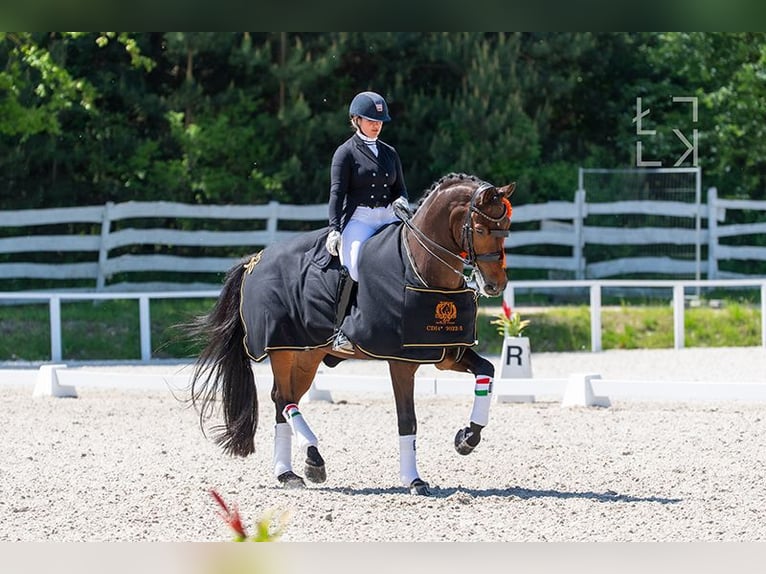 NRPS Ruin 13 Jaar 174 cm Roodbruin in Werkendam