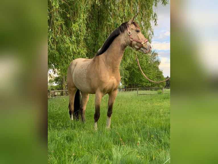 NRPS Ruin 14 Jaar 142 cm Falbe in Pulheim