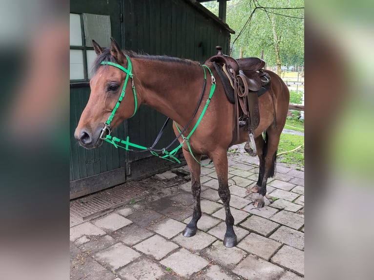 NRPS Ruin 14 Jaar 148 cm  in Schinveld
