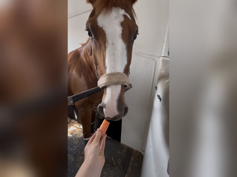 NRPS Mix Ruin 14 Jaar 157 cm Vos in Borchen