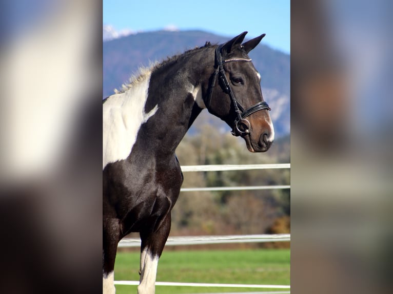 NRPS Ruin 14 Jaar 160 cm Gevlekt-paard in Kirchbichl