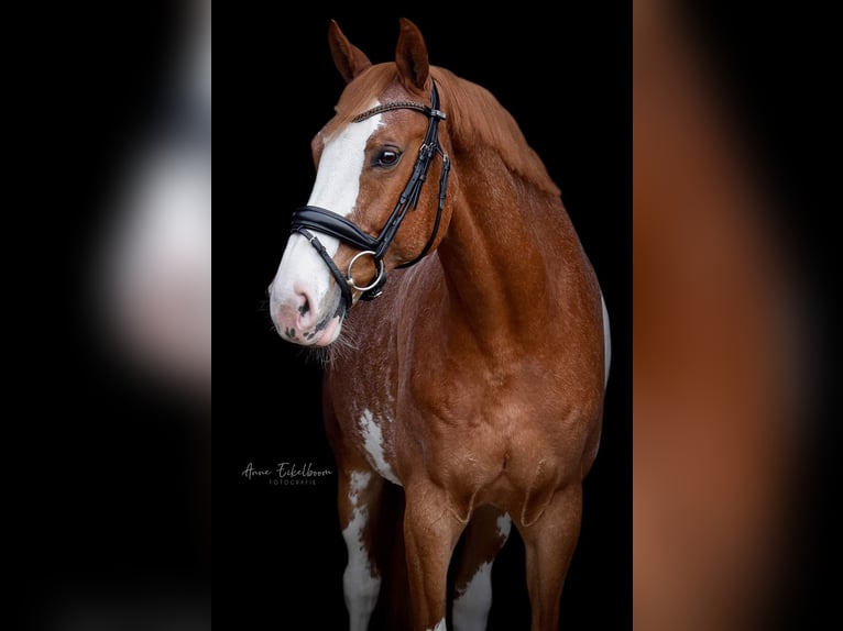 NRPS Ruin 14 Jaar 168 cm Sabino in Nuland