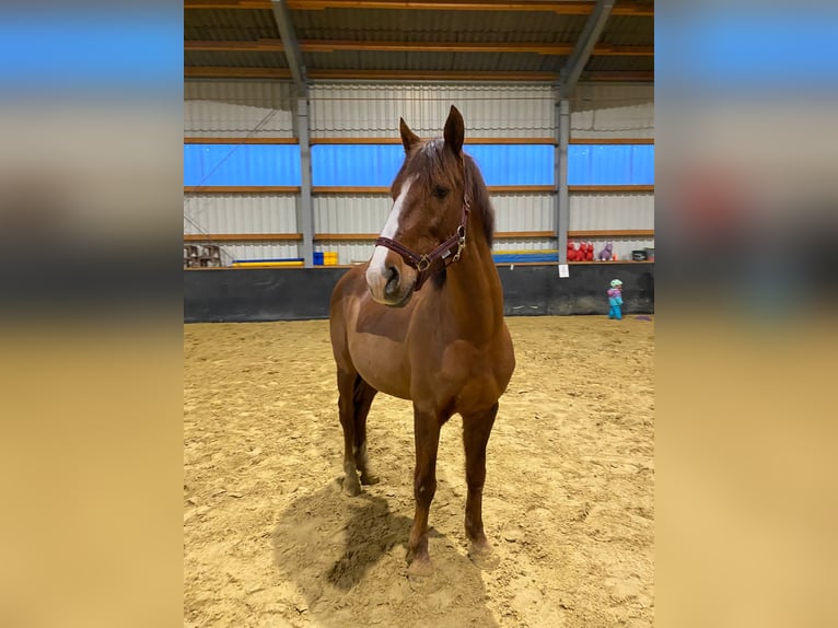 NRPS Ruin 17 Jaar 145 cm Vos in Düsseldorf