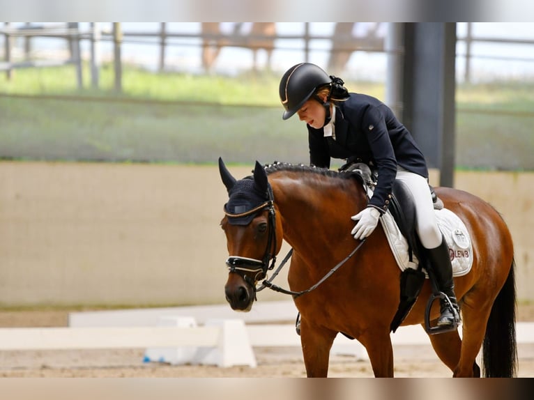 NRPS Ruin 17 Jaar 148 cm Donkerbruin in Bastogne