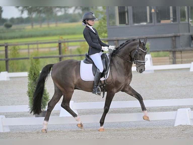 NRPS Ruin 17 Jaar 148 cm Zwartbruin in Sint-Oedenrode