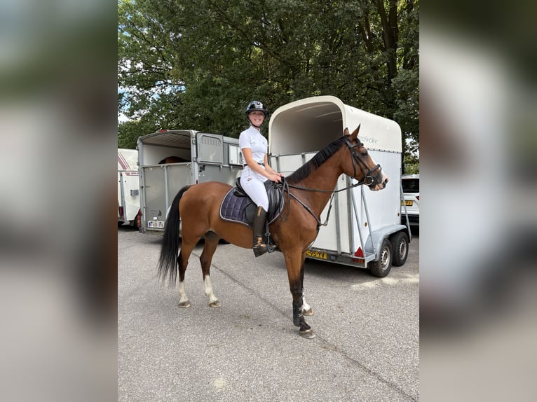 NRPS Mix Ruin 19 Jaar 153 cm Bruin in Oosterhout
