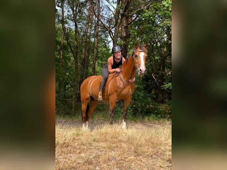 NRPS Mix Ruin 19 Jaar 153 cm Bruin in Oosterhout