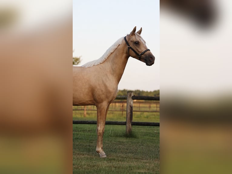 NRPS Ruin 2 Jaar 141 cm Palomino in Arriën