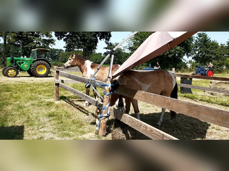 NRPS Mix Ruin 2 Jaar 142 cm Falbe in Ruinen