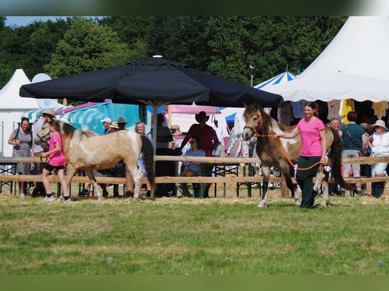 NRPS Mix Ruin 2 Jaar 142 cm Falbe in Ruinen