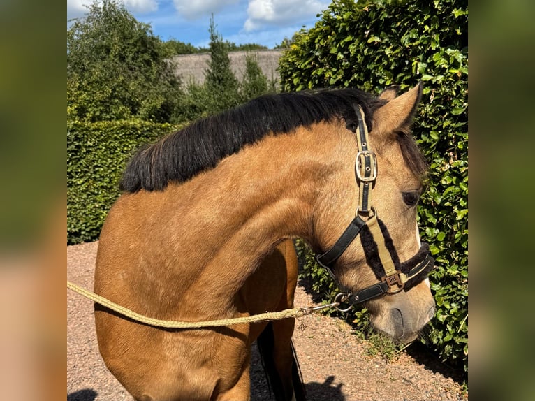 NRPS Ruin 3 Jaar 136 cm Falbe in Zwinderen