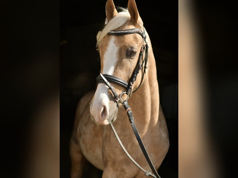 NRPS Ruin 3 Jaar 142 cm Palomino in Geilenkirchen