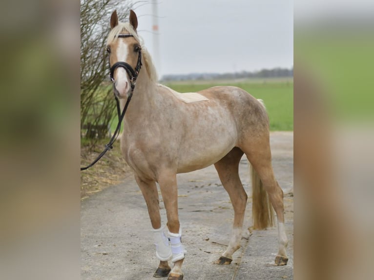 NRPS Ruin 3 Jaar 142 cm Palomino in Geilenkirchen