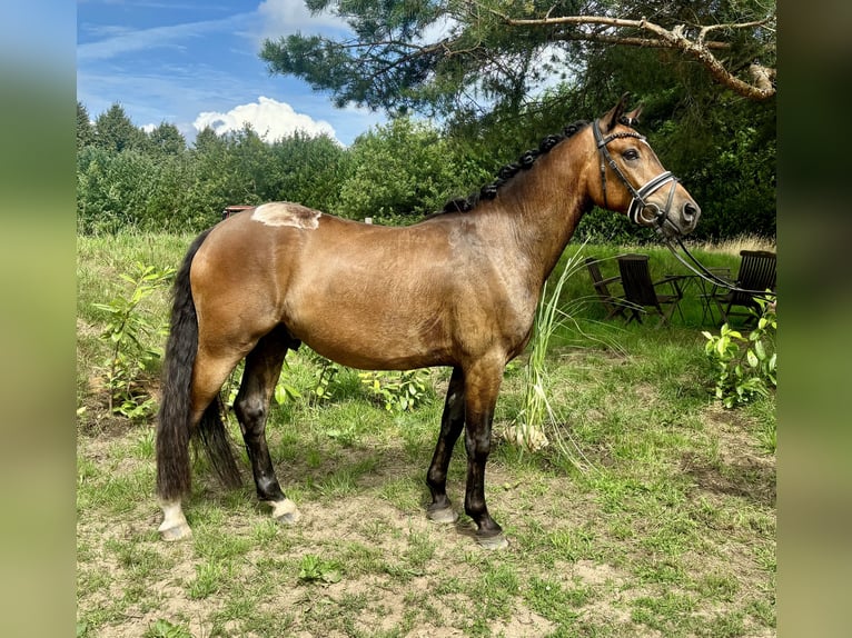 NRPS Ruin 3 Jaar 144 cm Bruin in Wiefelstede