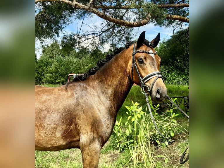 NRPS Ruin 3 Jaar 144 cm Bruin in Wiefelstede