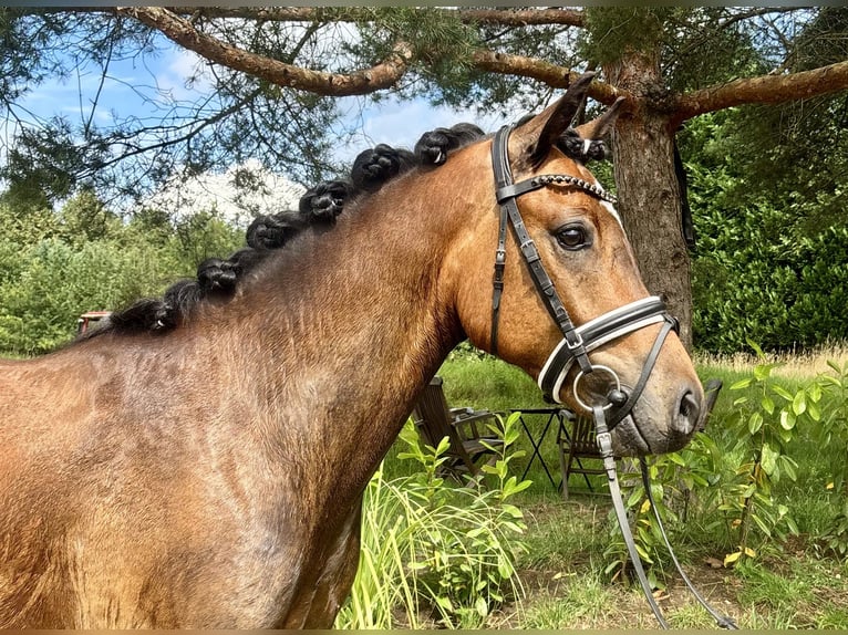 NRPS Ruin 3 Jaar 144 cm Bruin in Wiefelstede