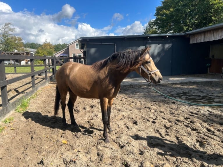 NRPS Ruin 3 Jaar 145 cm Buckskin in Beilen