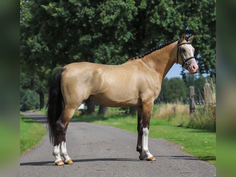 NRPS Ruin 3 Jaar 147 cm Buckskin in Asten