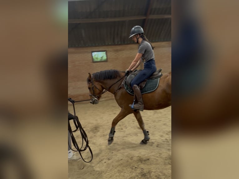 NRPS Mix Ruin 3 Jaar 152 cm Bruin in Bornerbroek