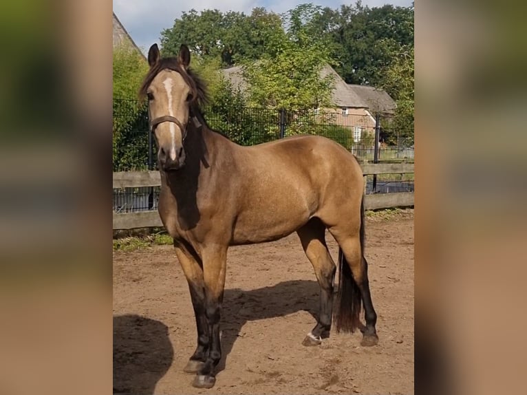 NRPS Ruin 3 Jaar 156 cm Falbe in Zwinderen