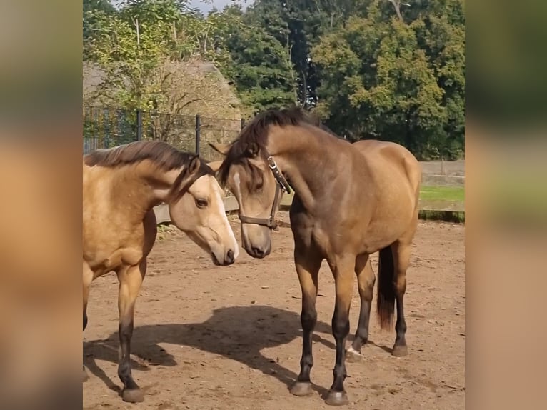 NRPS Ruin 3 Jaar 156 cm Falbe in Zwinderen