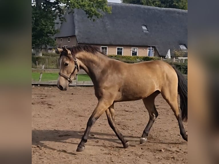 NRPS Ruin 3 Jaar 156 cm Falbe in Zwinderen