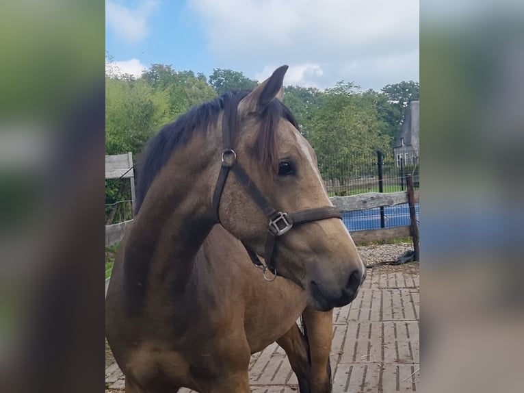 NRPS Ruin 3 Jaar 156 cm Falbe in Zwinderen