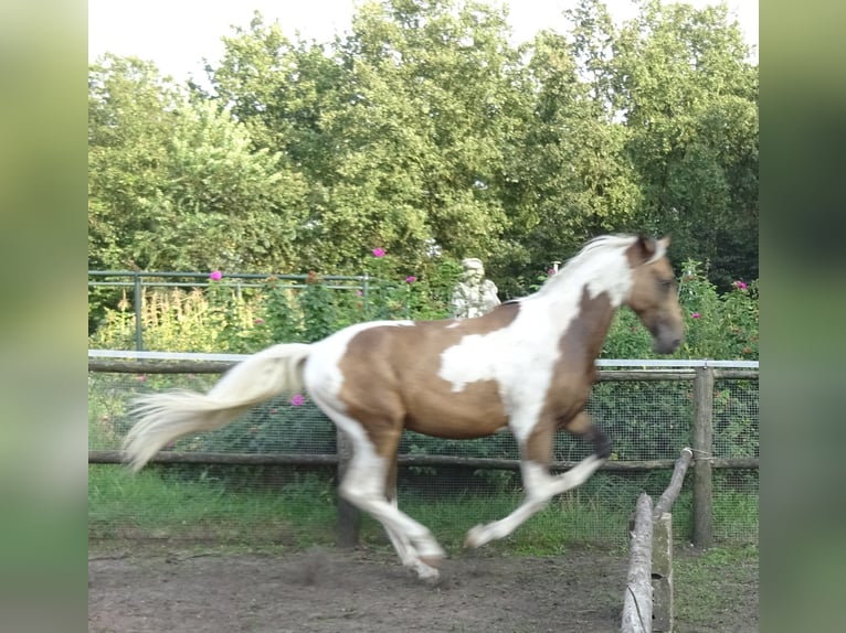 NRPS Ruin 3 Jaar 161 cm Buckskin in Well L