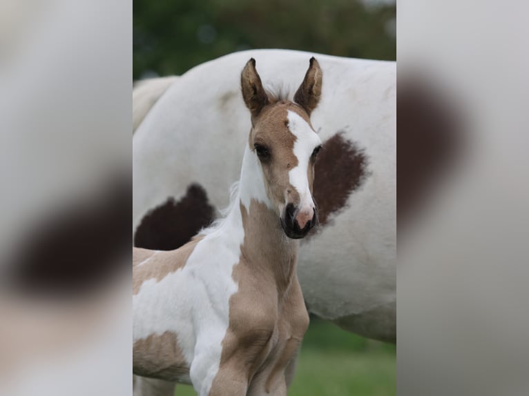 NRPS Ruin 3 Jaar 163 cm Buckskin in Well L