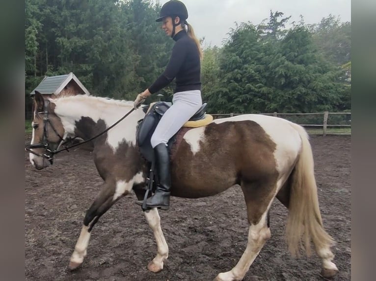 NRPS Ruin 3 Jaar 163 cm Buckskin in Well L