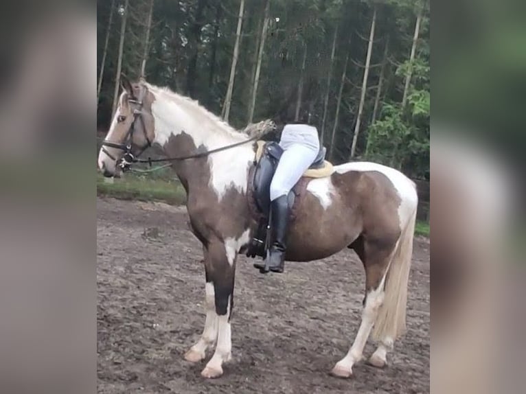 NRPS Ruin 3 Jaar 163 cm Buckskin in Well L