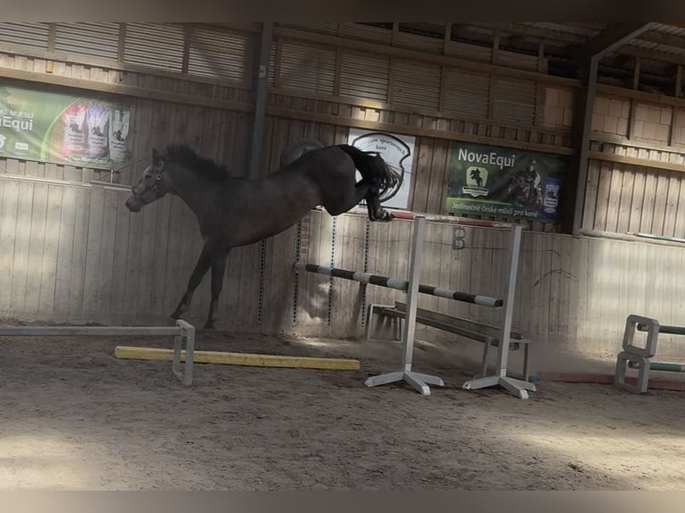 NRPS Ruin 3 Jaar 172 cm  in Waidhaus